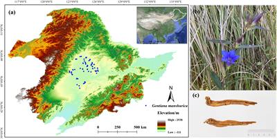 Conservation planning for the endemic and endangered medicinal plants under the climate change and human disturbance: a case study of Gentiana manshurica in China